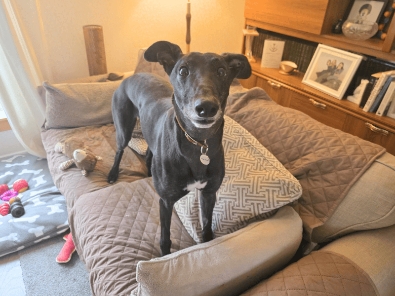 Lavender Longlegs | Greyhound | Dundee - 1
