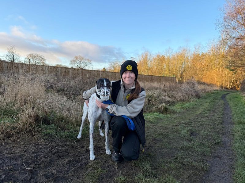 Greyhound for adoption in West Calder, West Lothian – 3 years old - Image 5 of 6
