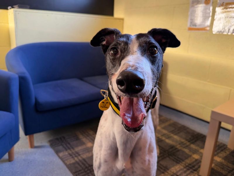 Laurel Longlegs | Greyhound | West Calder (Edinburgh) - 1