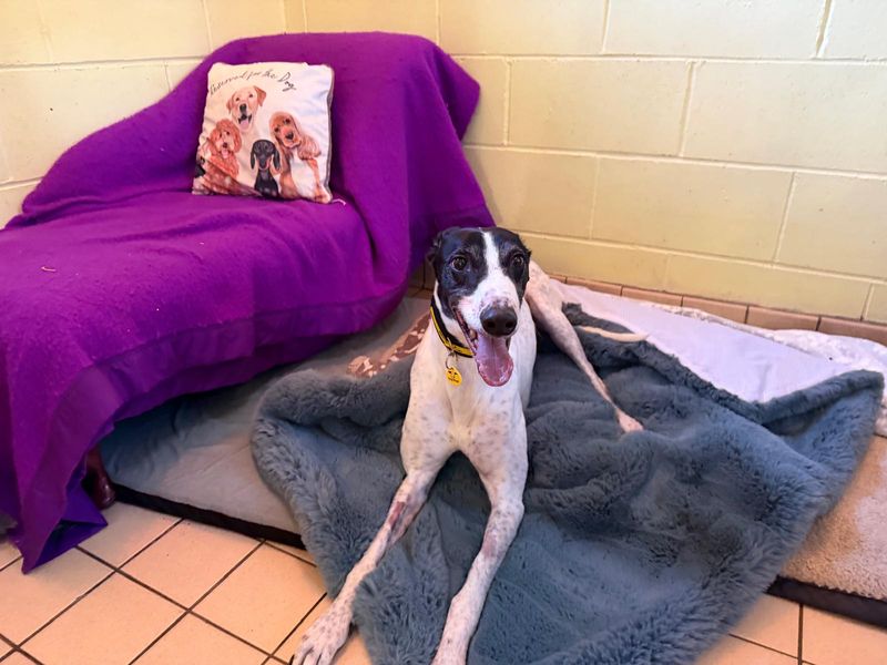Greyhound for adoption in West Calder, West Lothian – 3 years old - Image 4 of 6