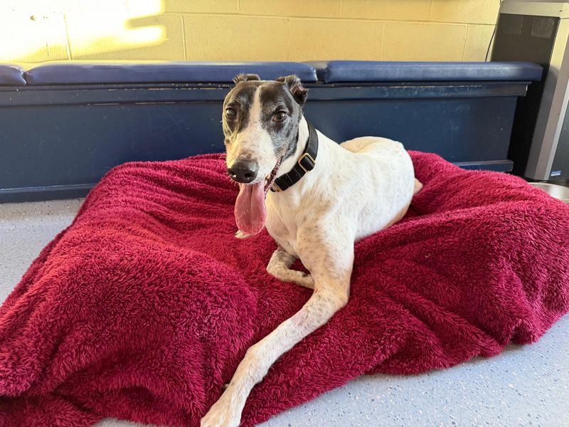 Greyhound for adoption in West Calder, West Lothian – 3 years old - Image 6 of 6