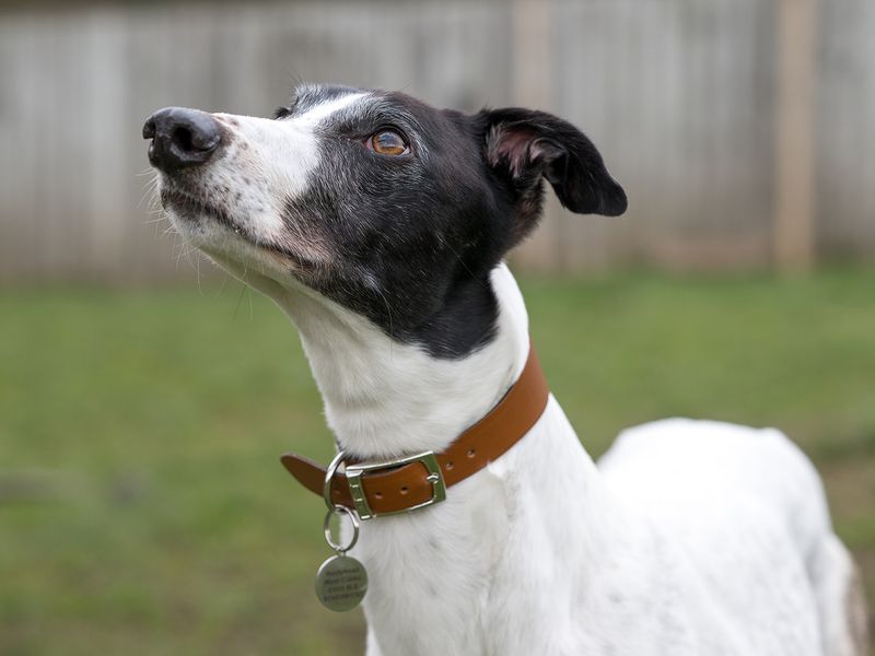 Laurel Longlegs | Greyhound | West Calder (Edinburgh) - 1