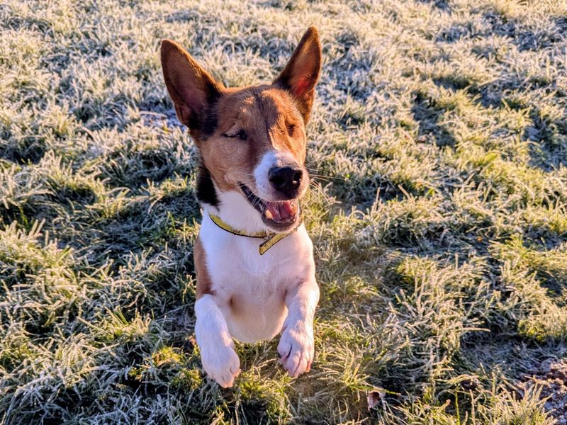 Bluey, a 8 years old male Jack Russell Terrier available for adoption from Dogs Trust in Bridgend, Wales