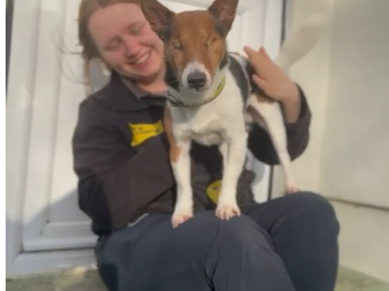 Jack Russell Terrier for adoption in Rhondda Cynon Taf – 9 years old - Image 4 of 4