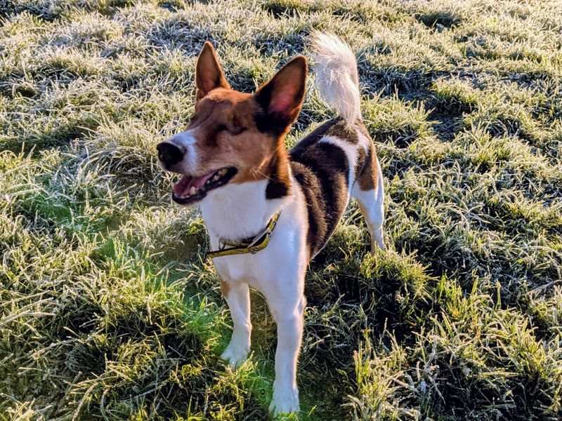 Jack Russell Terrier for adoption in Rhondda Cynon Taf – 9 years old - Image 3 of 4
