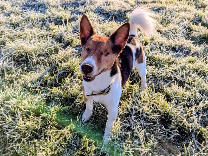 Jack Russell Terrier for adoption in Rhondda Cynon Taf – 9 years old - Image 2 of 4