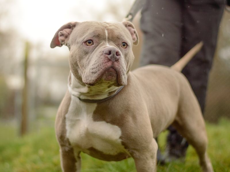 Mistletoe, a 4 years old female Bulldog available for adoption from Dogs Trust in Kenilworth, Warwickshire