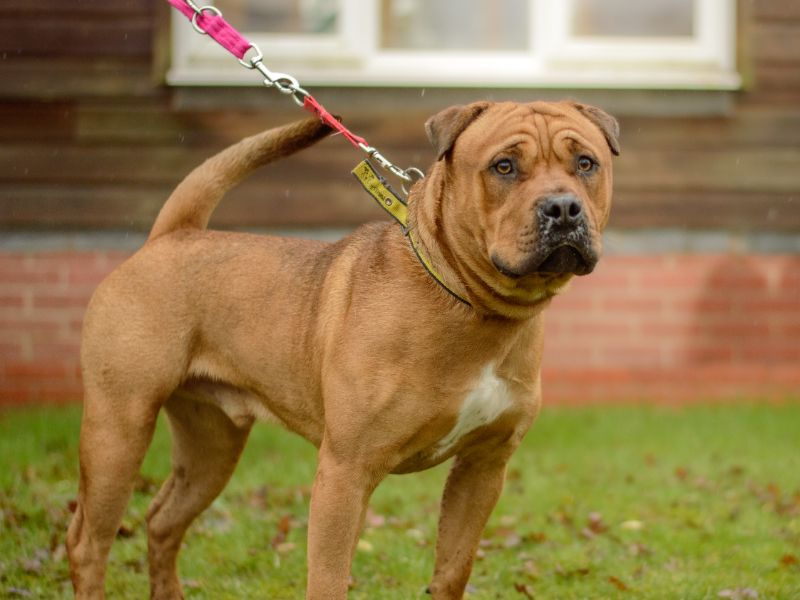 Hank, a 2 years old male Crossbreed available for adoption from Dogs Trust in Kenilworth, Warwickshire