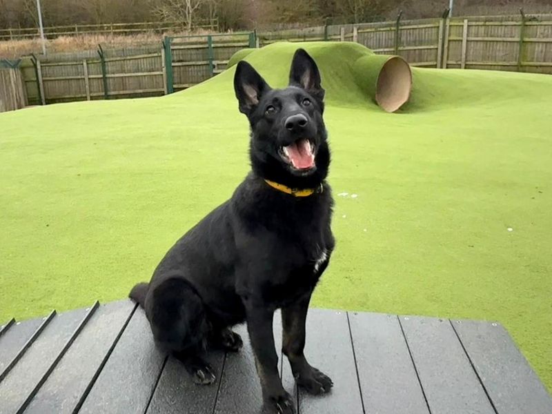 Lucy | German Shepherd Dog | Harefield West London - 1