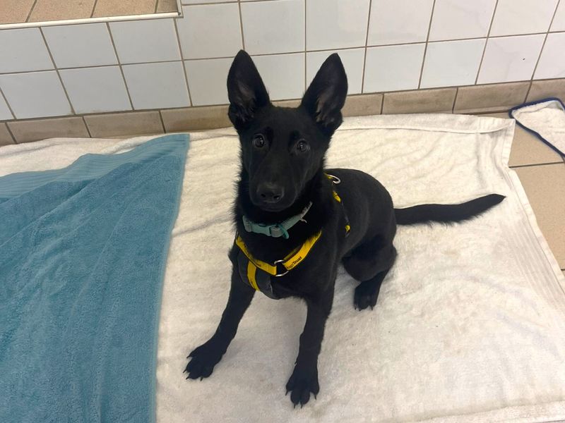 Narnia - Image 2 of 2