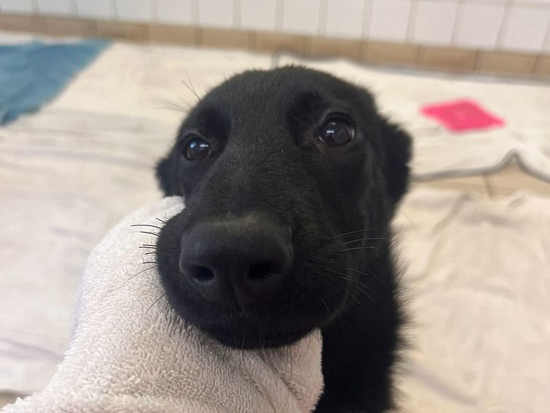 Narnia, a Unknown old female Unknown available for adoption from Dogs Trust in Harefield, Greater London
