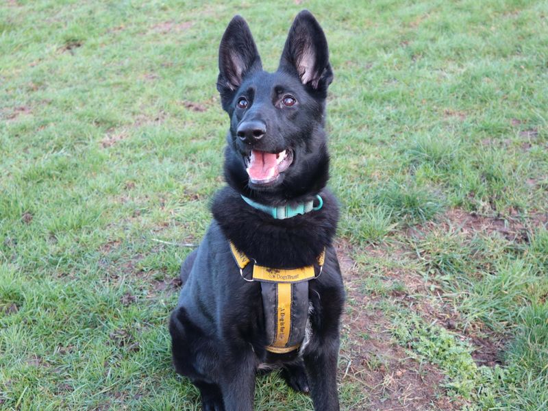 Peppa | German Shepherd Dog | Harefield West London - 1