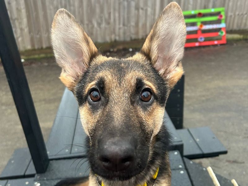 German Shepherd for adoption in Uxbridge, London – 5 months old