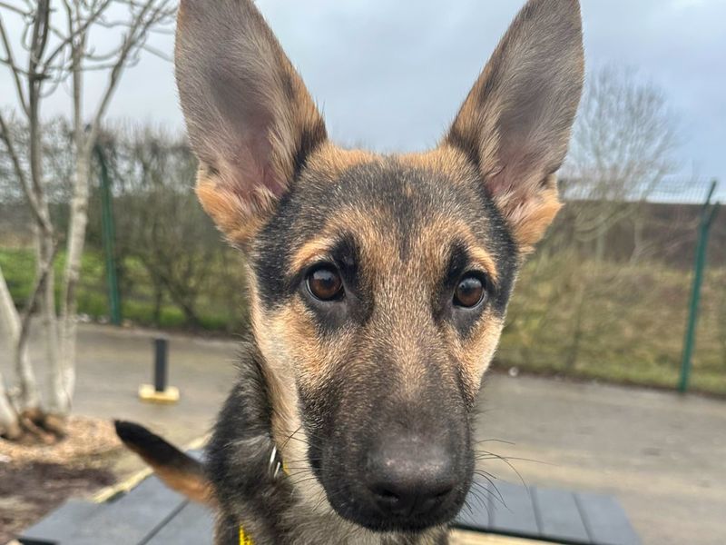 German Shepherd for adoption in Uxbridge, London – 5 months old - Image 2 of 2