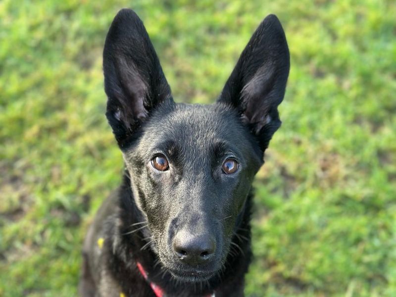 Jadis | German Shepherd Dog | Harefield West London - 1