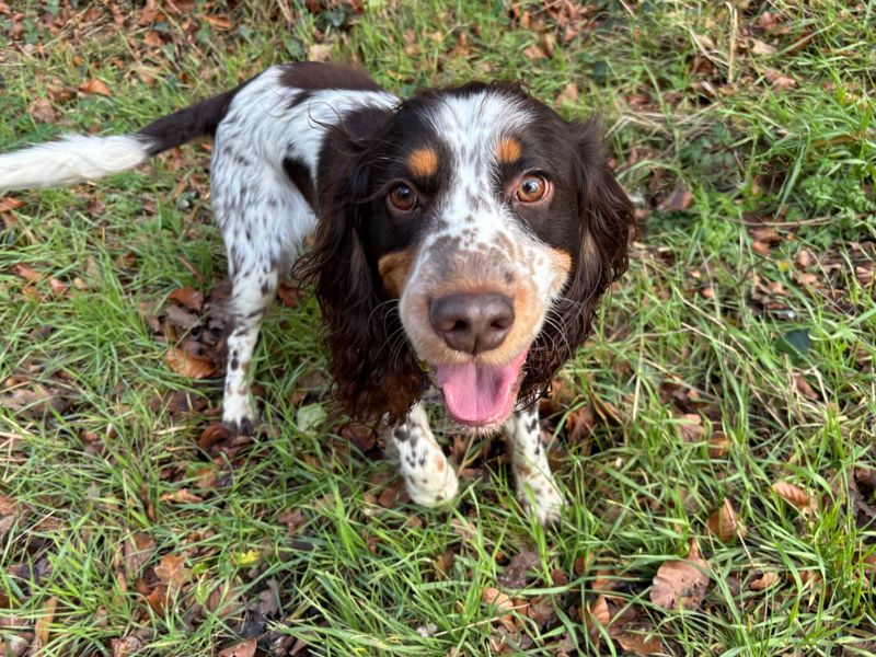 Springer Spaniel for adoption in Snetterton, Norfolk – 2 years old - Image 4 of 6