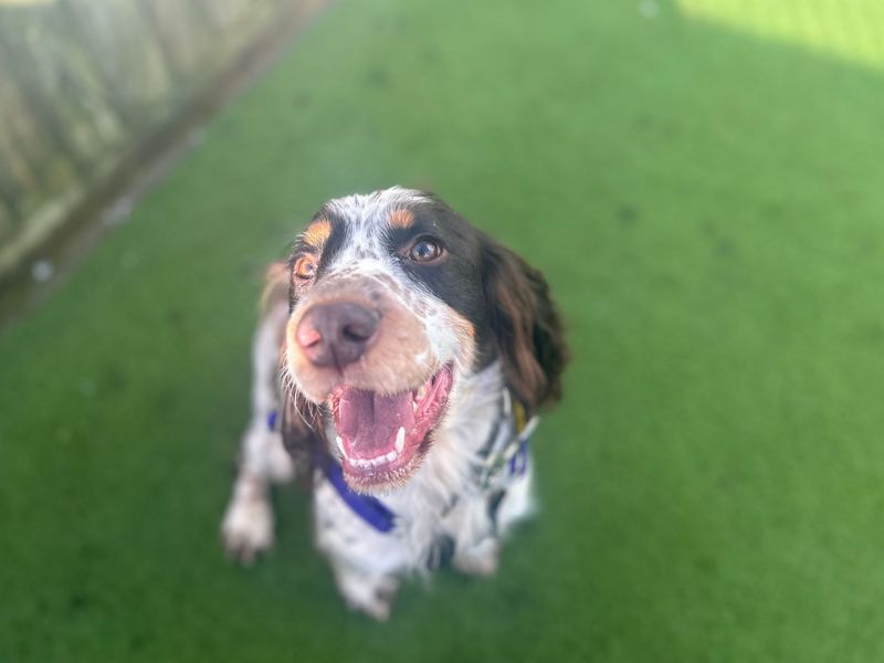 Springer Spaniel for adoption in Snetterton, Norfolk – 2 years old