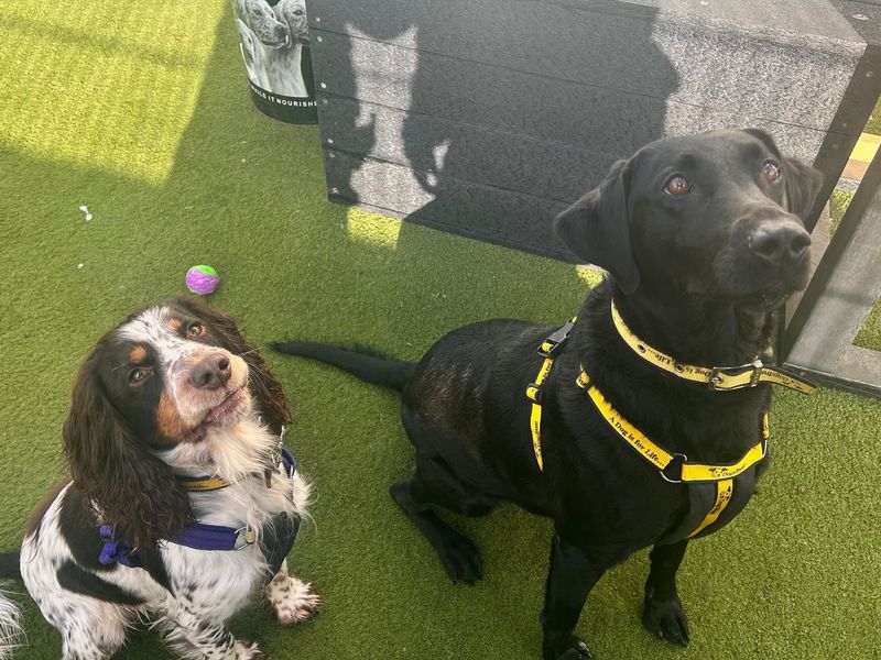 Springer Spaniel for adoption in Snetterton, Norfolk – 2 years old - Image 2 of 6
