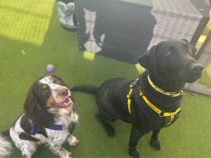 Springer Spaniel for adoption in Snetterton, Norfolk – 2 years old - Image 6 of 6