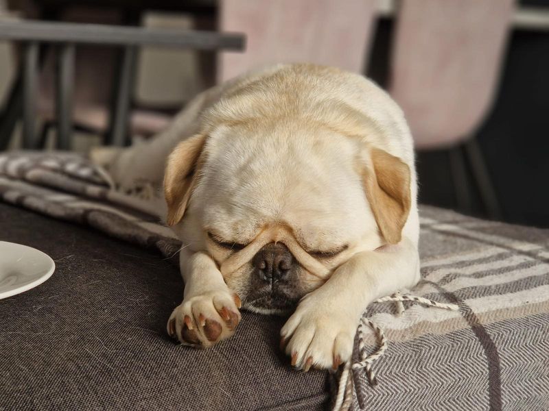 Pug Dogs And Puppies For Adoption