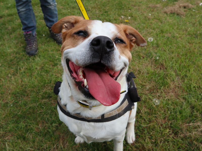 Staffordshire Bull Terrier Dogs And Puppies For Adoption