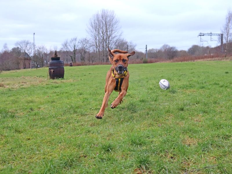 Buddy | Retriever (Labrador) Cross | Glasgow - 1