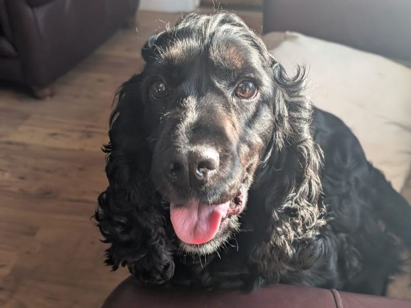 Cocker Spaniel Dogs And Puppies For Adoption