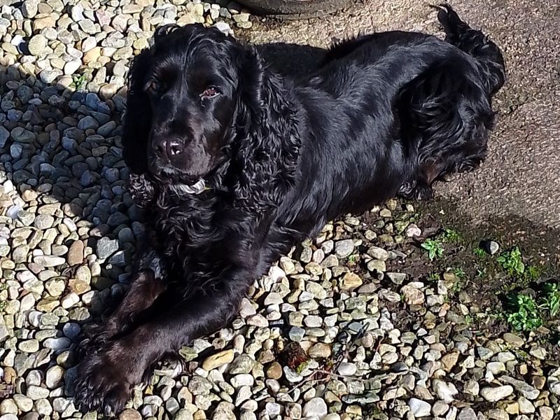 Jasmine - Image 2 of 2