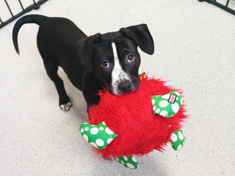 Aggie | Crossbreed | Ballymena (Northern Ireland) - 1