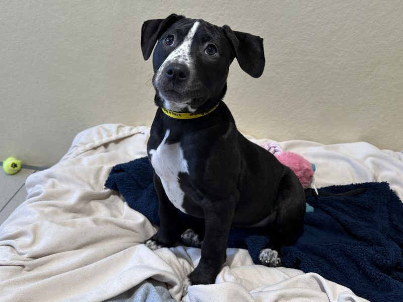 Beagle for adoption in Ballymena, County Antrim – 3 months old - Image 2 of 3