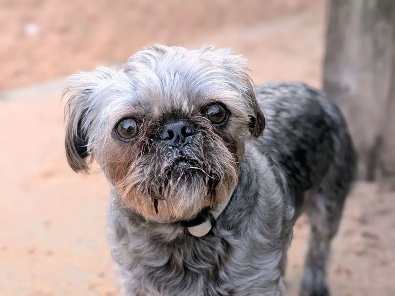 Pug for adoption in Cardiff – 4 years old - Image 2 of 3