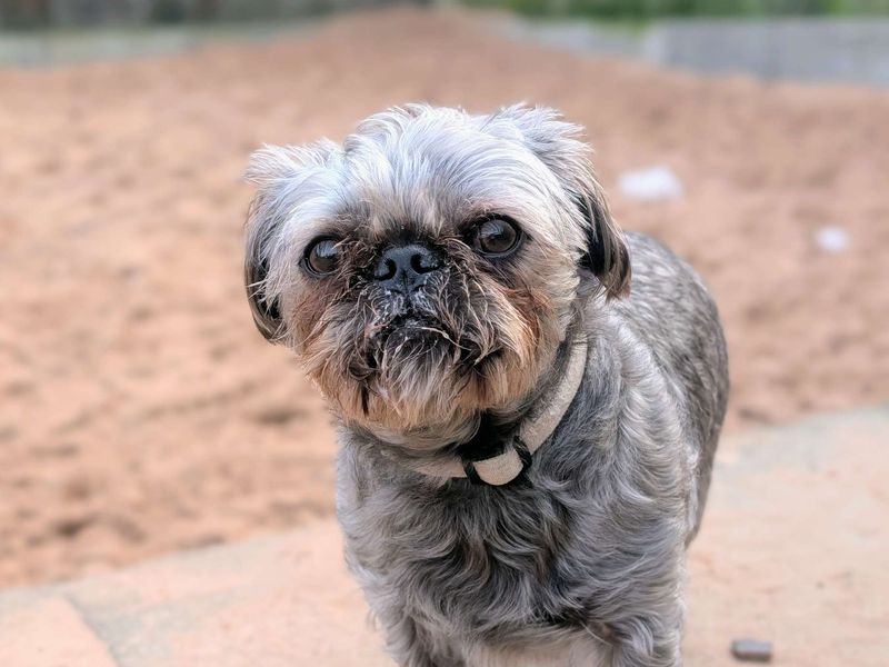 Pug for adoption in Cardiff – 4 years old - Image 3 of 3
