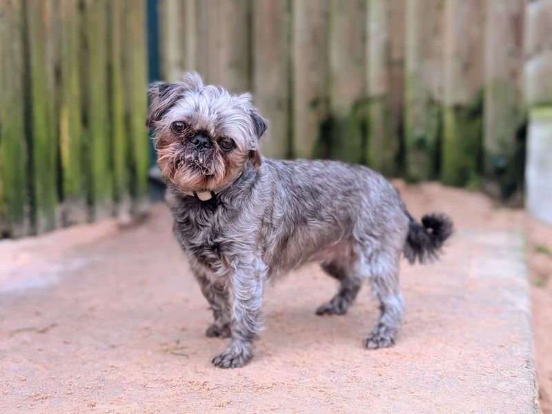 Pug Dogs And Puppies For Adoption