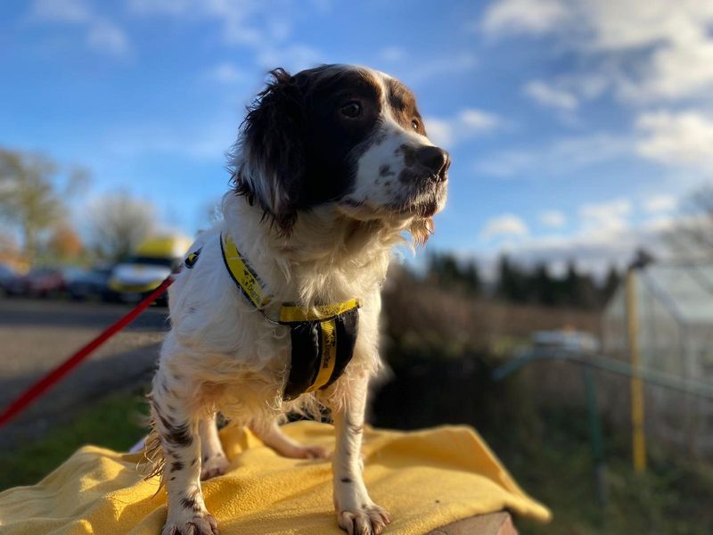 Springer Spaniel for adoption in , – 6 years old