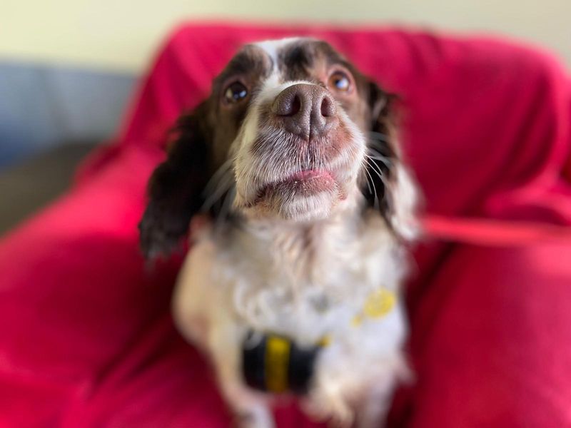 Springer Spaniel for adoption in , – 6 years old - Image 2 of 2