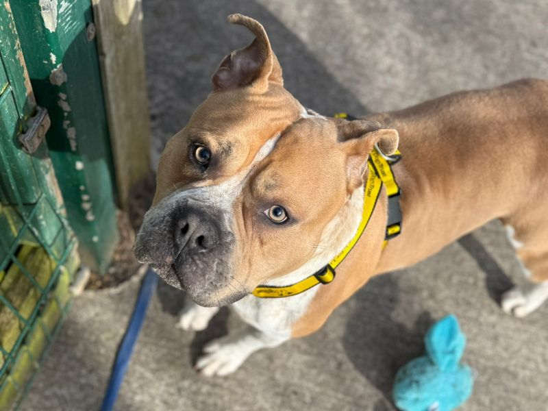 Dexter - Image 2 of 2