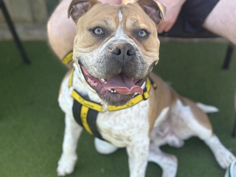 Dexter | Terrier (Staffordshire Bull) Cross | Shrewsbury (Shropshire) - 1