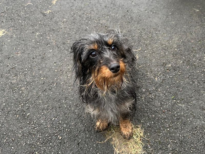 Truffle, a 2 years old female Crossbreed available for adoption from Dogs Trust in Bridgend, Wales