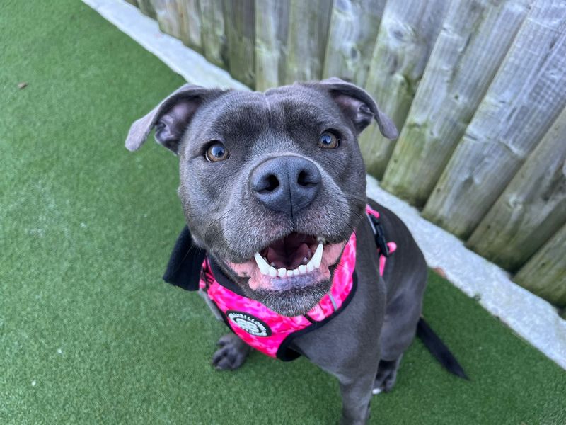 Staffordshire Bull Terrier Dogs And Puppies For Adoption