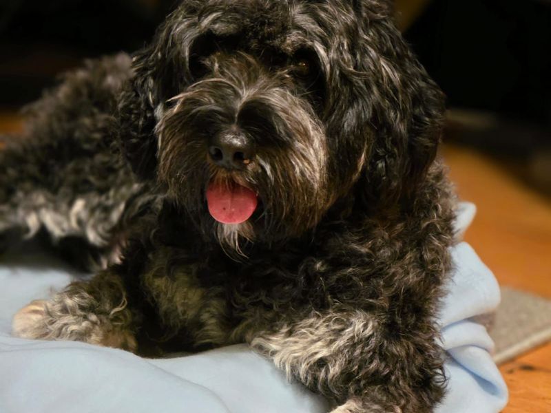 Cocker Spaniel Dogs And Puppies For Adoption