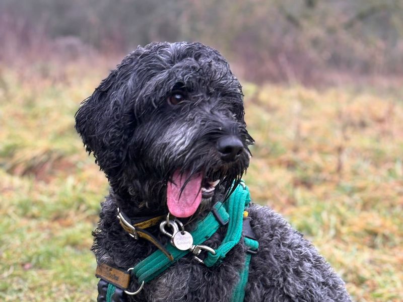 Poodle for adoption in Newton Tony, Wiltshire – 3 years old - Image 2 of 2