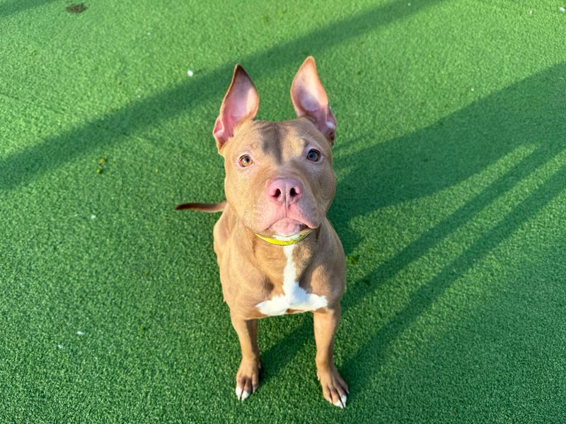 Staffordshire Bull Terrier for adoption in Glasgow – 1 year old - Image 4 of 5