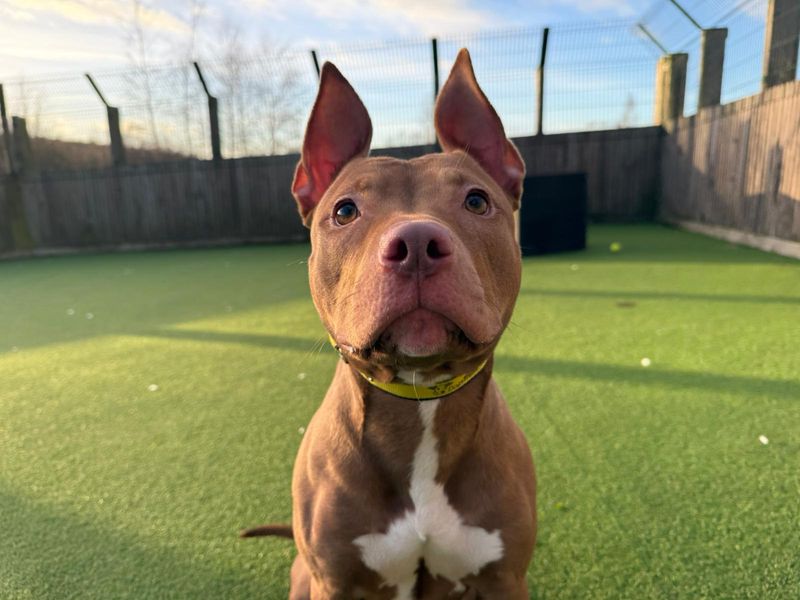 Piglet, a 2 years old female Unknown available for adoption from Dogs Trust in Glasgow, Scotland