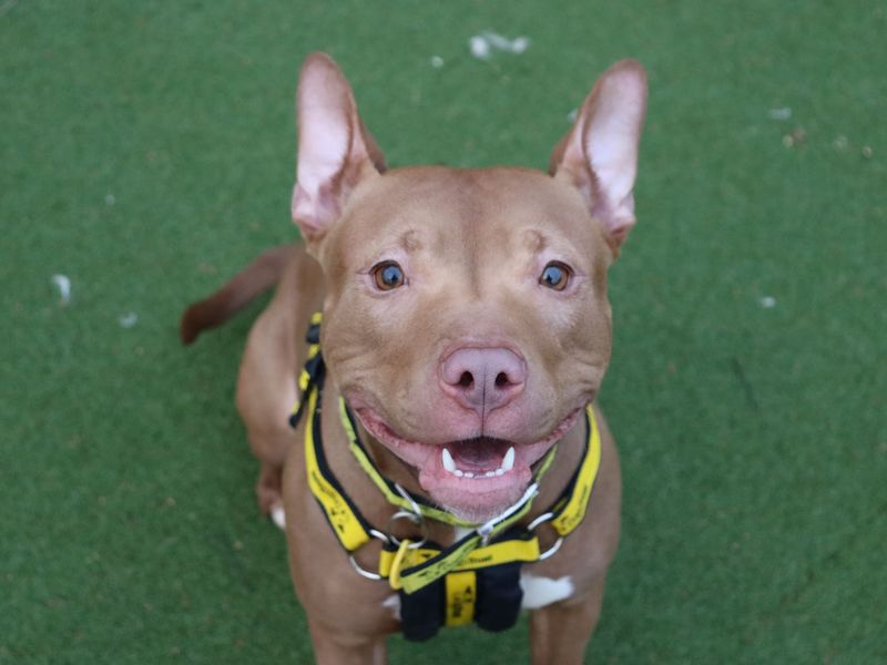 Staffordshire Bull Terrier for adoption in Glasgow – 1 year old - Image 2 of 5