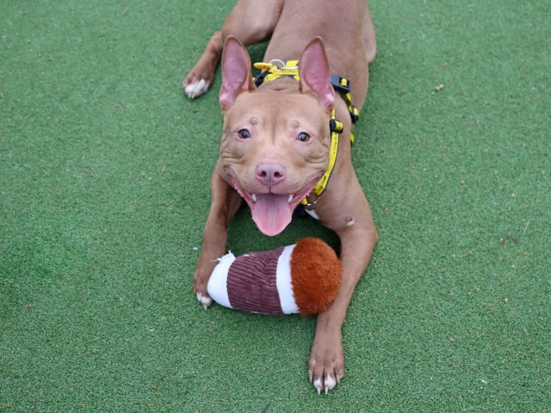 Staffordshire Bull Terrier for adoption in Glasgow – 1 year old - Image 5 of 5