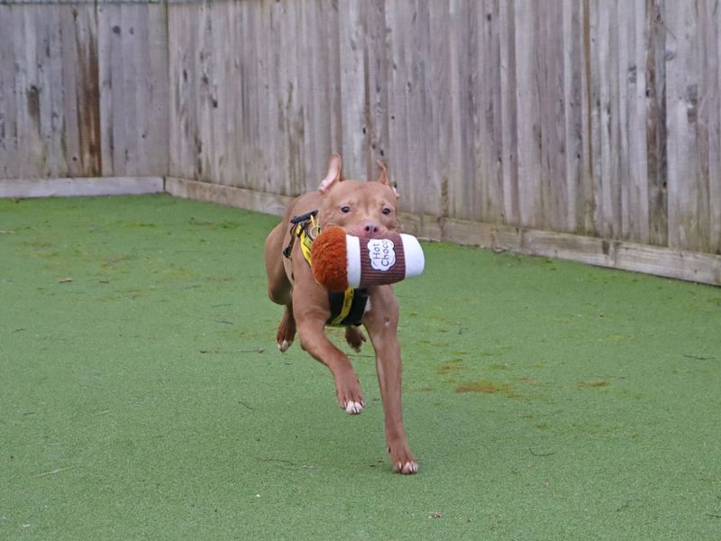 Staffordshire Bull Terrier for adoption in Glasgow – 1 year old - Image 3 of 5