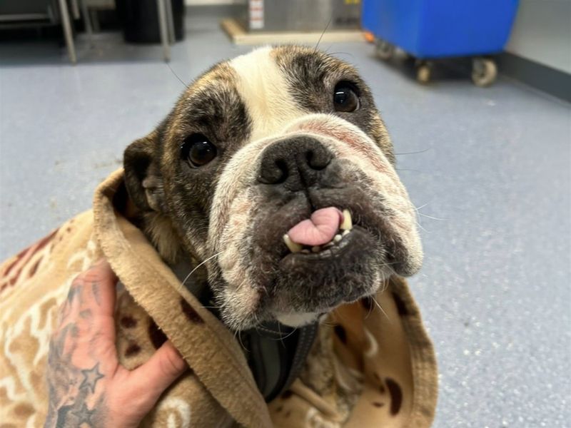 Missy, a 2 years old female Bulldog available for adoption from Dogs Trust in Basildon, Essex