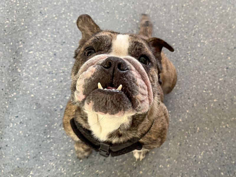 Missy, a 2 years old female Bulldog available for adoption from Dogs Trust in Basildon, Essex