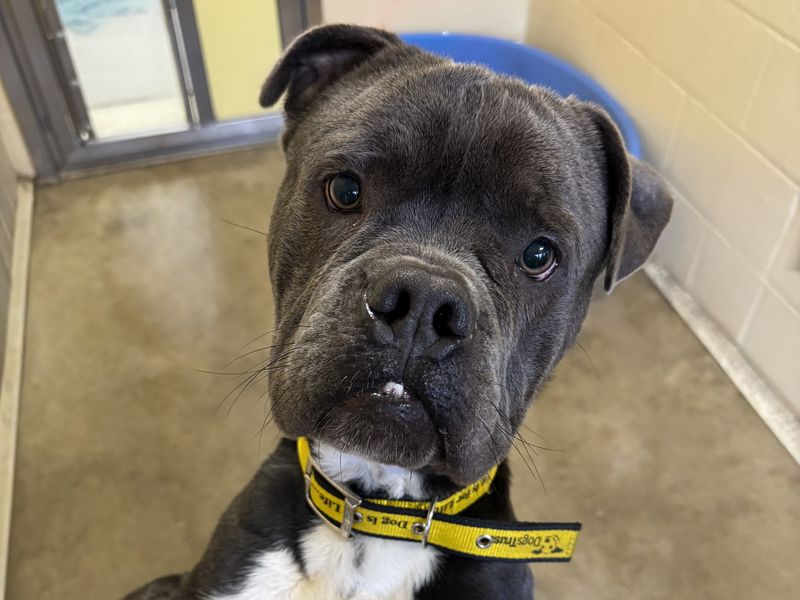 Foggy | American Bulldog Cross | Basildon (Essex) - 1