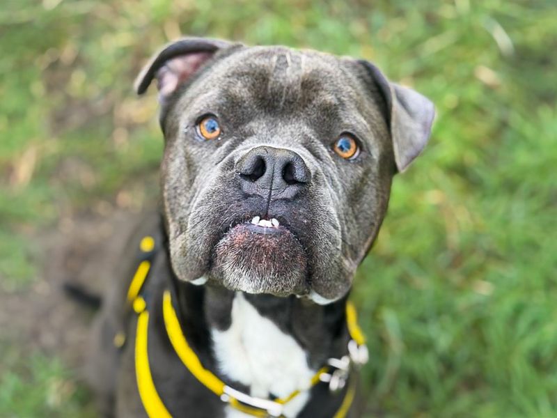 Foggy | American Bulldog Cross | Basildon (Essex) - 1